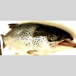 le saumon d'Isigny