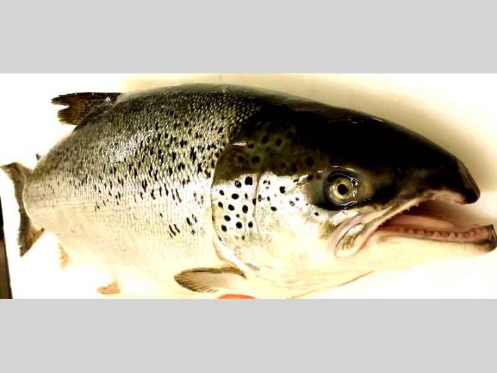 Le Saumon d’Isigny sur Mer