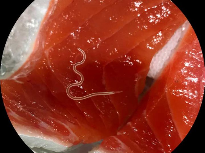 Les risques parasitaires dans le poisson cru, comment les limiter.