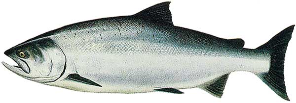 saumon sauvage du pacifique