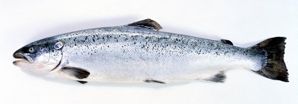 saumon-norvege