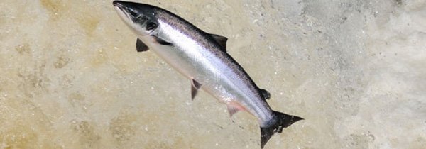 saumon-sauvage-ecosse